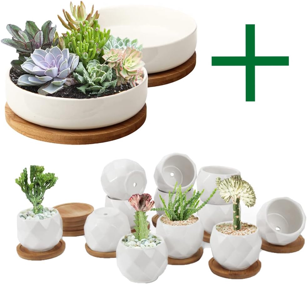 ZOUTOG Succulent Pots, 6 inch White Ceramic Flower Planter Pot with Bamboo Tray, 2.5 inch Square Pattern Ceramic Planters, Plants Not Included