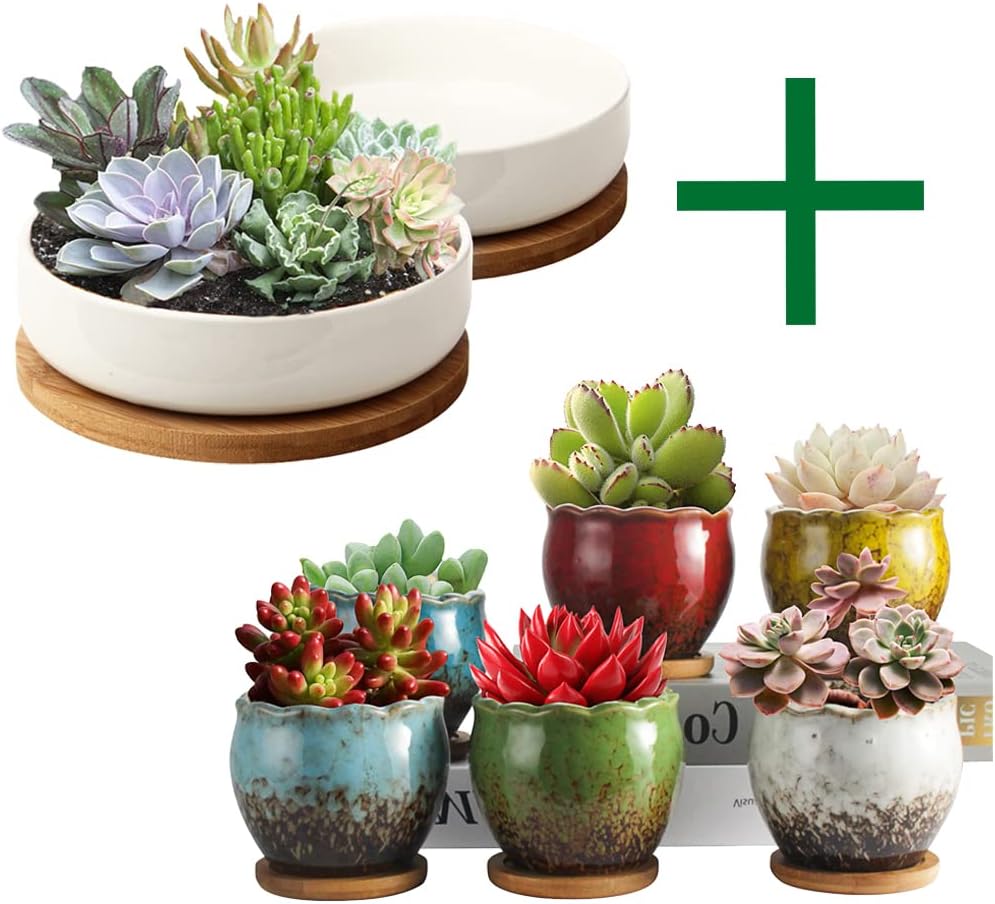 ZOUTOG Succulent Pots, 6 inch White Ceramic Flower Planter Pot with Bamboo Tray, 4 inch Colorful Ceramic Flower Pots, Plants Not Included