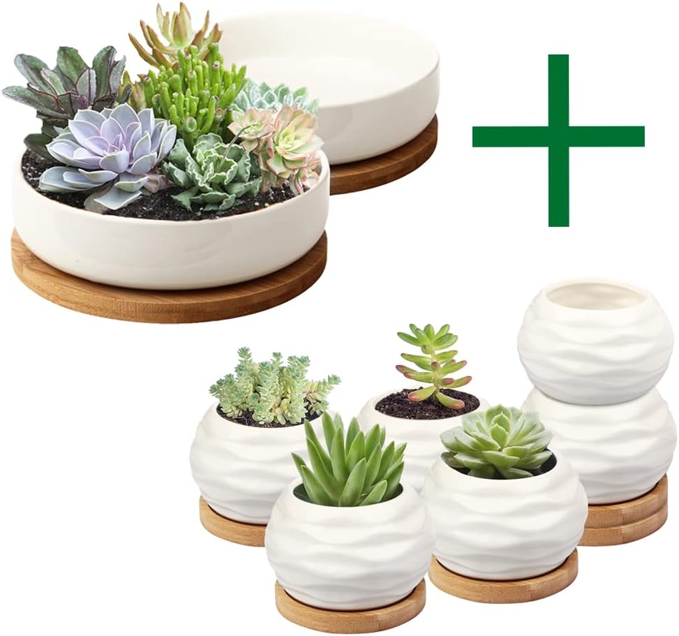 ZOUTOG Succulent Pots, 6 inch White Ceramic Flower Planter Pot with Bamboo Tray, Water Pattern Mini 3.6 inch Ceramic Succulent Pots