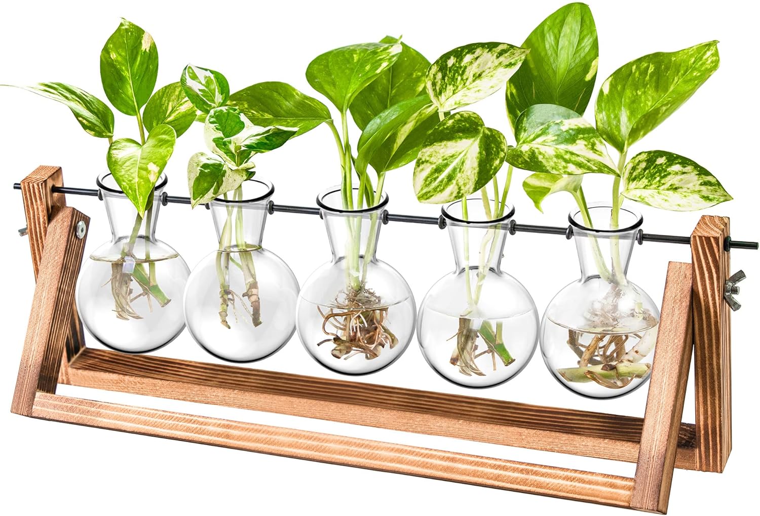 Ivolador Desktop Plant Propagation StationsPlant TerrariumPlant Lover Gifts for Women Gifts for momfor Hydroponics Plants Home Garden Wedding Decor (5 Bulbs)